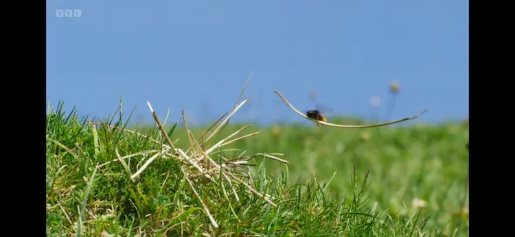 Two-coloured mason bee (Osmia bicolor) as shown in Wild Isles - Grasslands